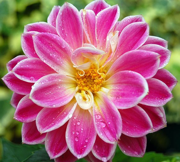 Obituary of Juana Lopez