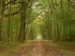 Obituary of Dominic De Marco