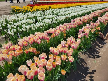 Obituary of Jorja Jane Aust