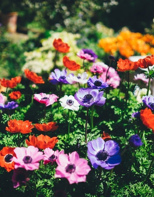 Obituario de Patricia Marie Jackson