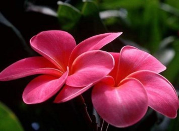 Obituary of Genevieve T. Wizorek