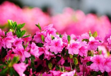 Obituary of Alleda L Elam