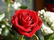 Obituary of Pauline Stafford