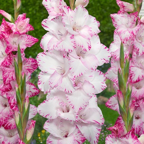 Obituary of Dorothy Jensen