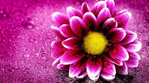 Obituary of Mrs. Diane Mary Dunbar