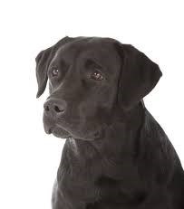 Obituary of Elsie E. Barone