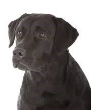 Obituary of Elsie E. Barone