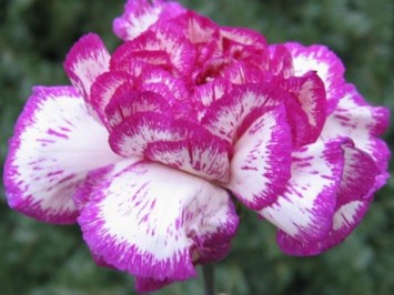 Obituary of Elvira Helen Beck