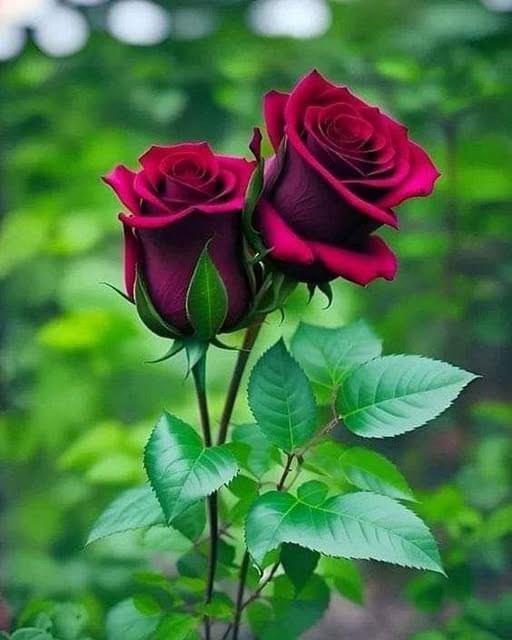 Obituary of Robyn Kathleen Simshauser