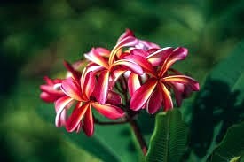 Obituary of Susan Mary Pedersen