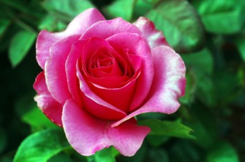 Obituary of Carolyn T. Snow