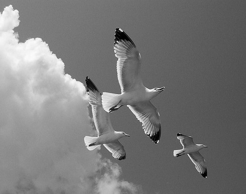 Obituary of Deborah Midyette