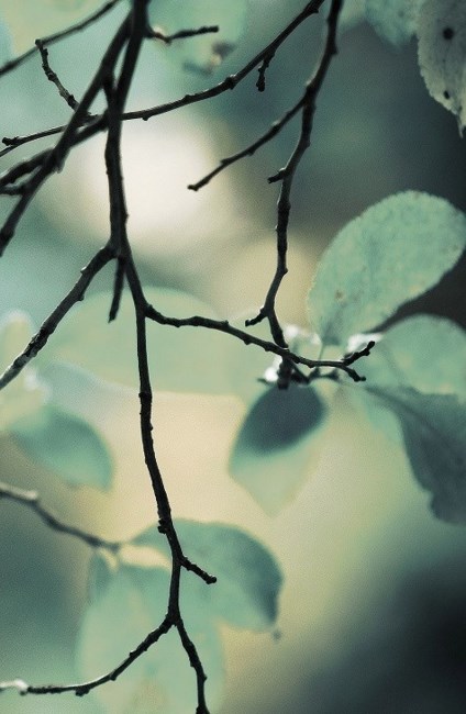 Obituary of Joanne Marilynn Mock