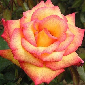 Obituary of Lois C. Dean