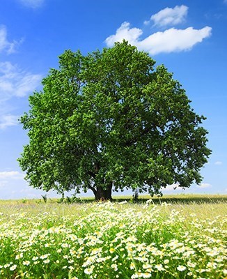 Obituary of Gayle Elaine (Brouwer) Sandison