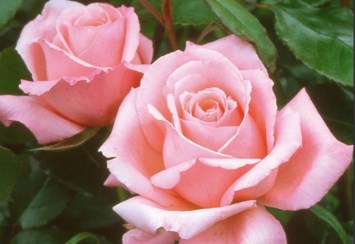 Obituary of Johanna Jandete