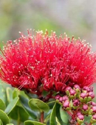 Obituary of Joy Kukamahoa Bissen