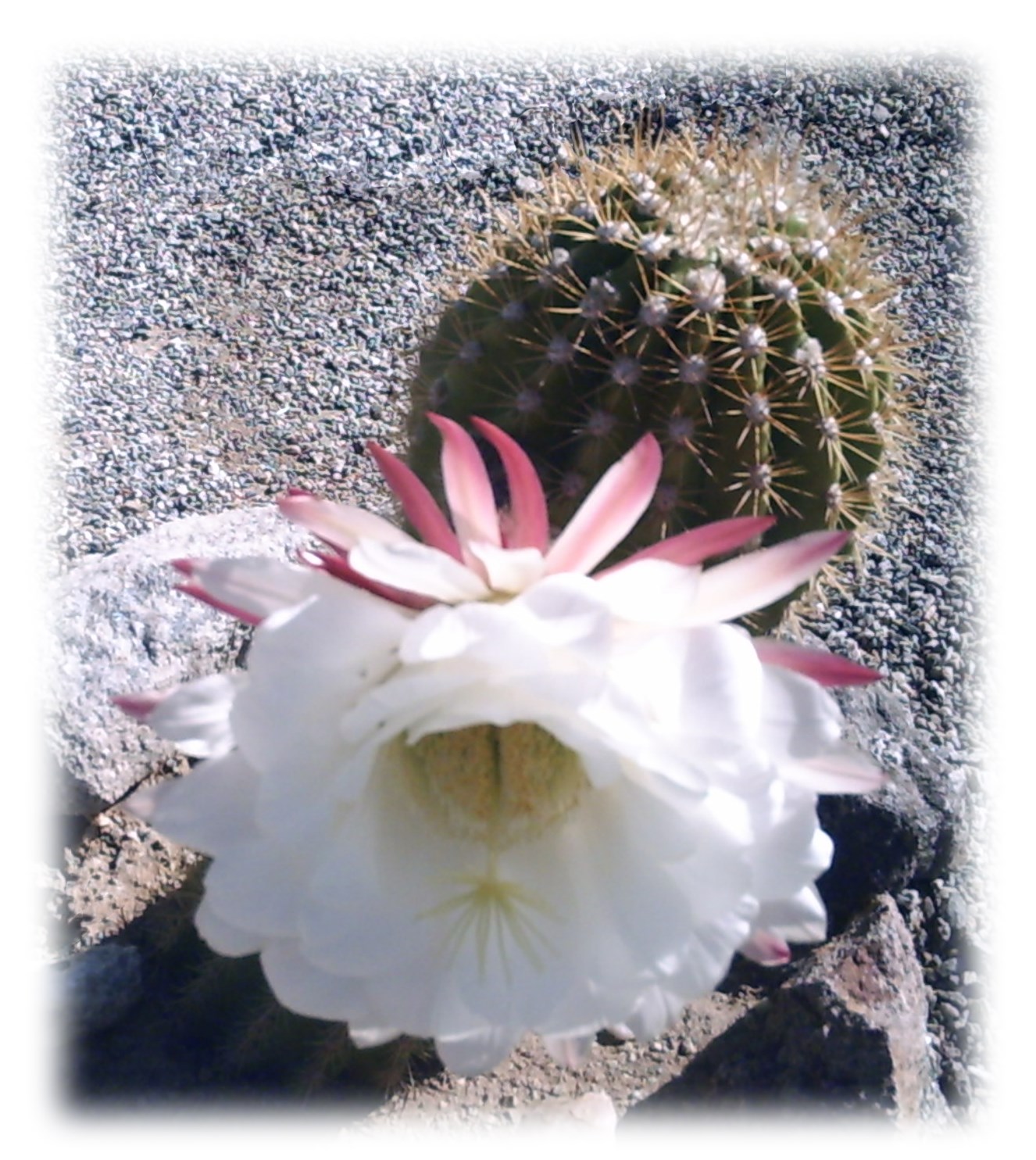 Obituary of Frances Annette Phillips