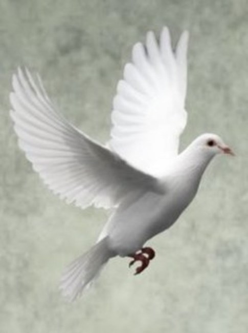 Obituary of Willy 'Wikje' Van de Wall