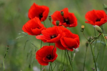Obituary of Ina Marie McCaffrey