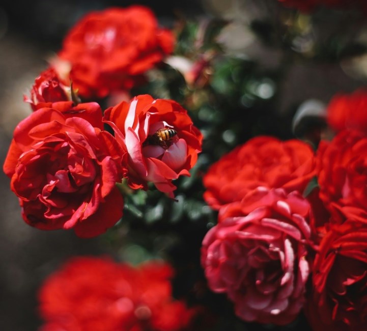 Obituary of Ana Rosa Wood