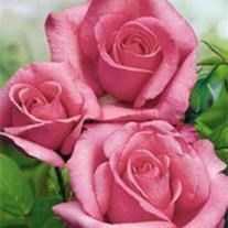 Obituary of Martha Grace Bringardner