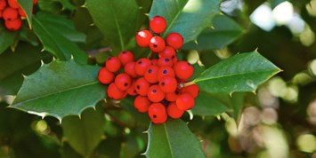 Obituario de Joan D. Goodman