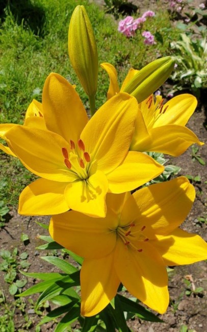 Obituary of Lilly M Martinez
