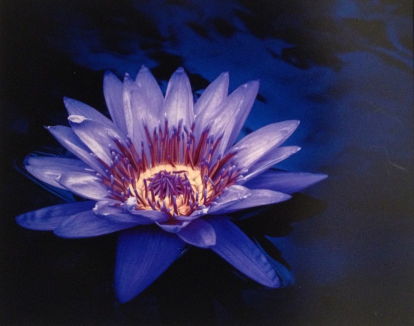 Obituary of Virginia L. Payne Ridge