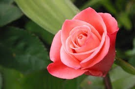Obituary of Diane M. Muratori