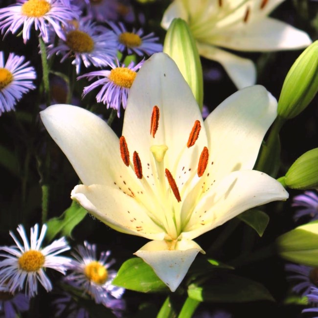 Obituary of Linda Lee Thompson