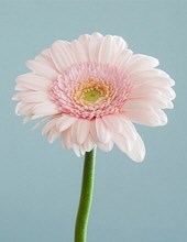 Avis de décès de Valerie Anne Lake-Webb