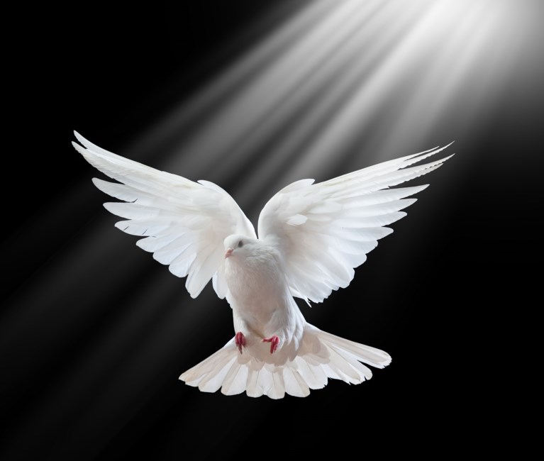 obituary image