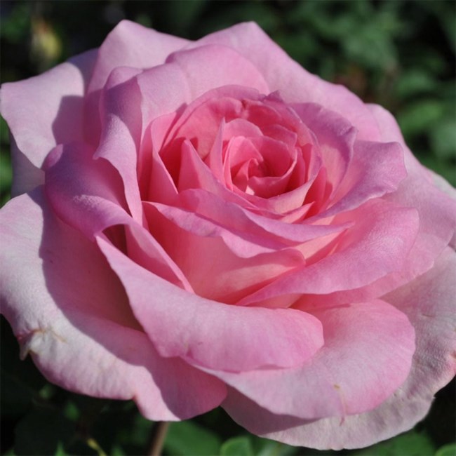 Obituary of Gladys Louise Sams