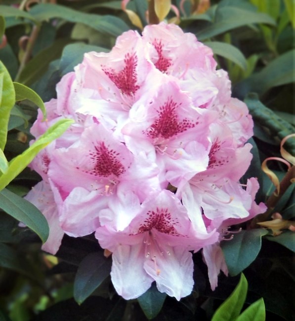 Obituary of Veda Joyce Horton