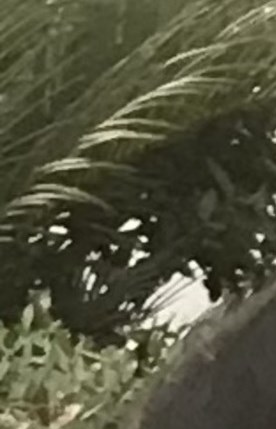 Virginia M Gutierrez Obituary San Antonio TX virginia-m-gutierrez-obituary-san-antonio-tx