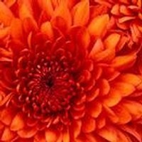 Obituary of Vao Van Vo