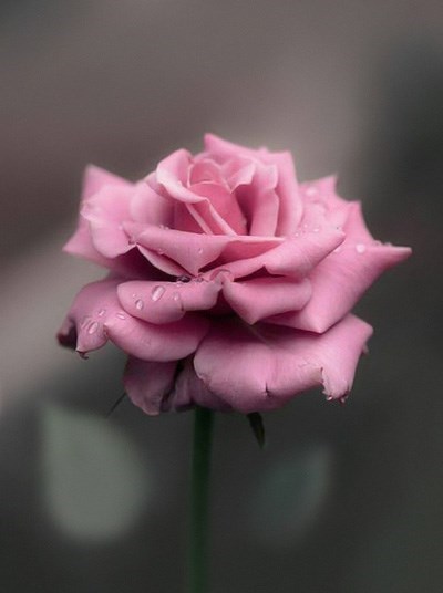 Obituary of Joyce Ann Powers