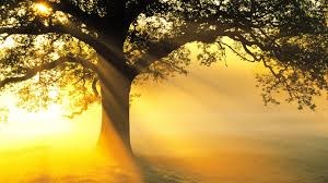 Obituary of Timothy Paul Murphy