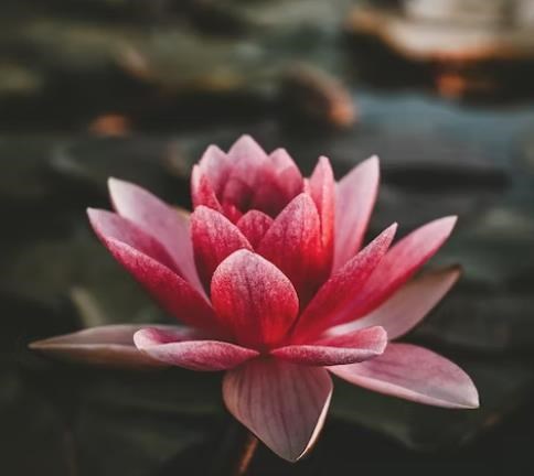 Obituary of Thomas Michael Beem