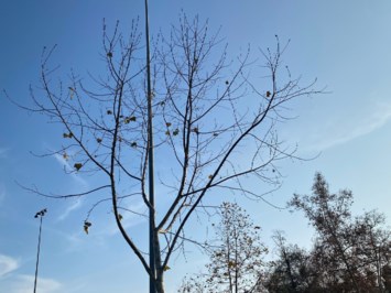 Obituary of Jose Antonio Urias Leyva