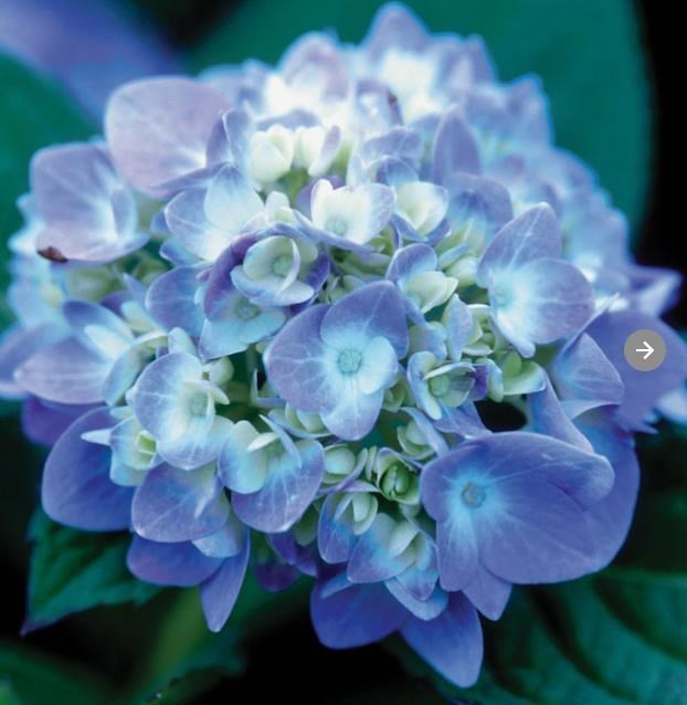 Obituary of Gay Ann McEwen