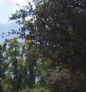 Mary Rosenquist Obituary - Santa Ana, CA