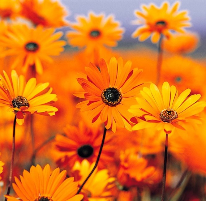 Obituary of Andrea Zive