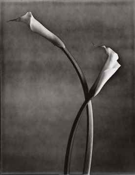 Obituary of Mrs. Patricia Lampe Tice