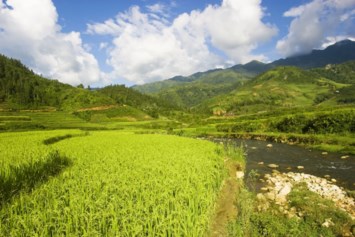 Obituary of Mimi Phuong Pham