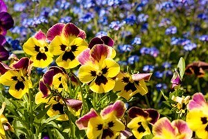 Obituary of Lois Irene Manley