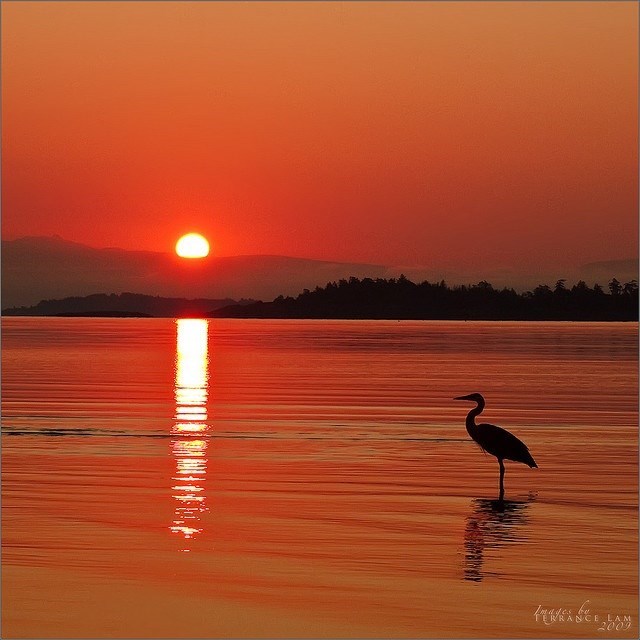 Obituary of Donald Sherman McArthur