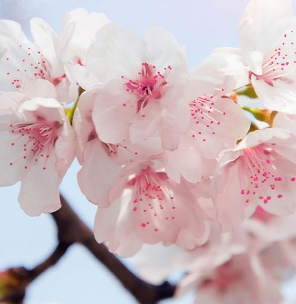 Obituario de Christine Marie Kennedy-Nobriga