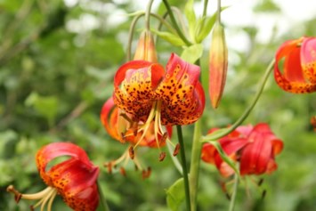 Obituario de Judith Kay Nelson